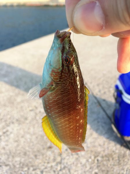 ガシラとベラがぽつぽつ釣れました@小島漁協・城ヶ崎